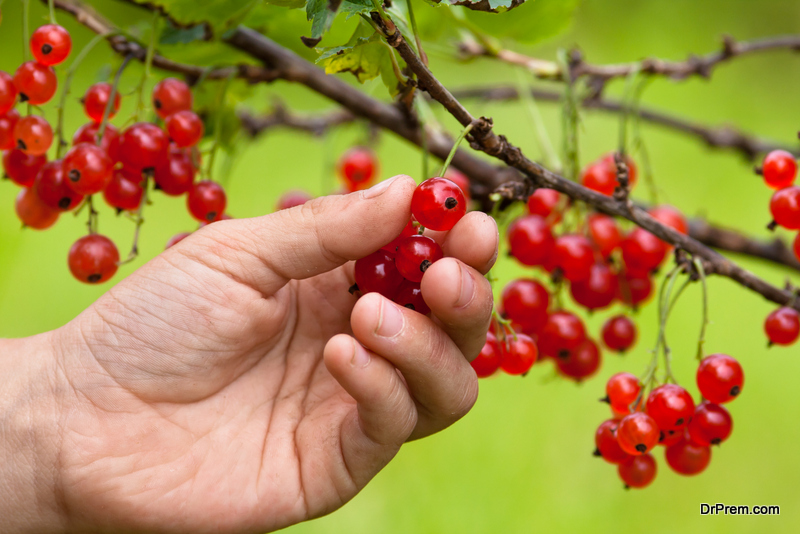 berry picking