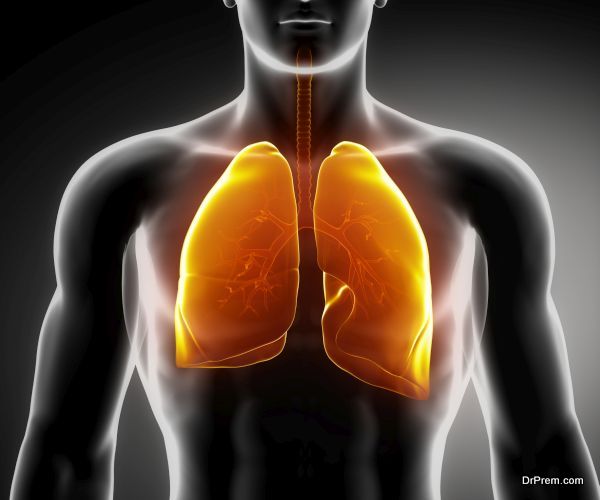 Human respiratory system with lungs and bronchial tree