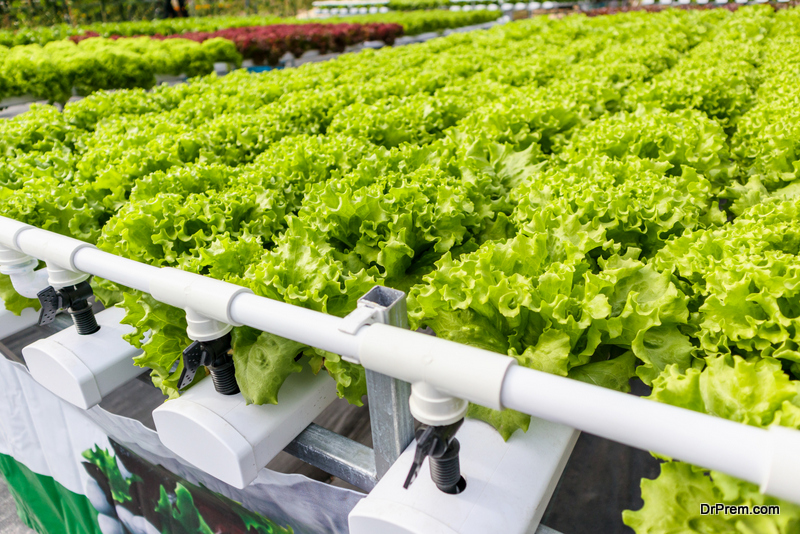 Singapore vertical farms