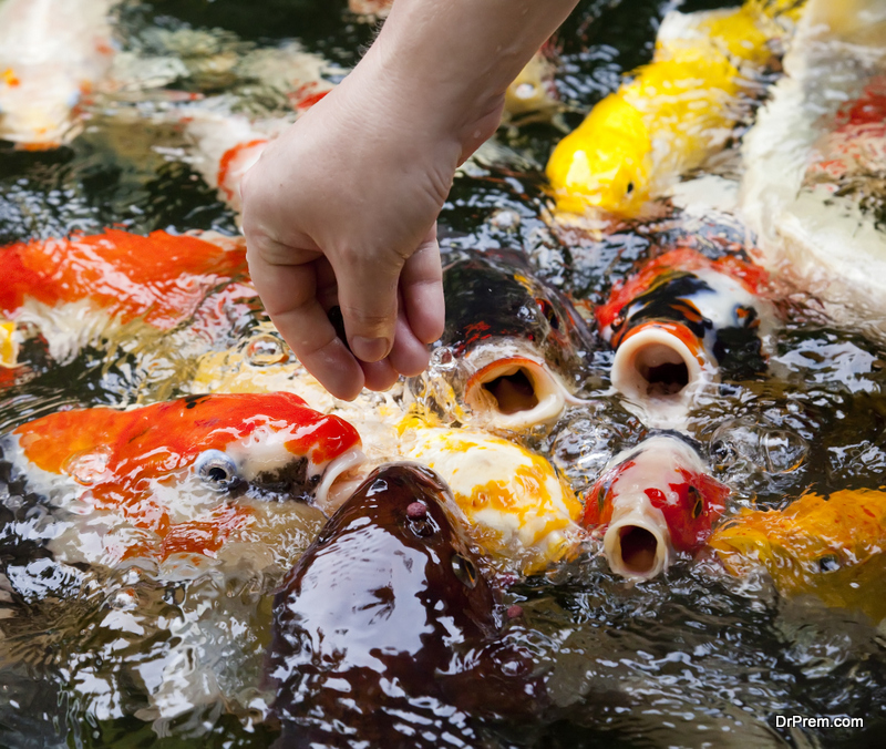 introducing fish to their pond