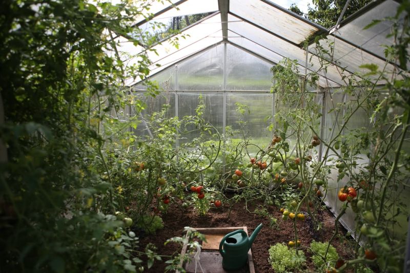 grow your own fruits and vegetables