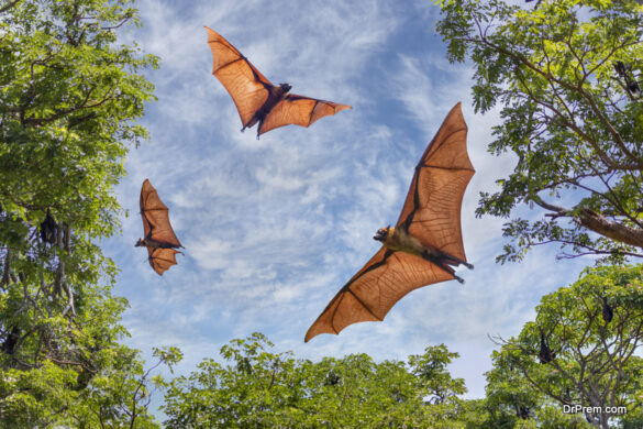 The Ecological Importance of Bats: Why to Conserve Them? - Ecofriend
