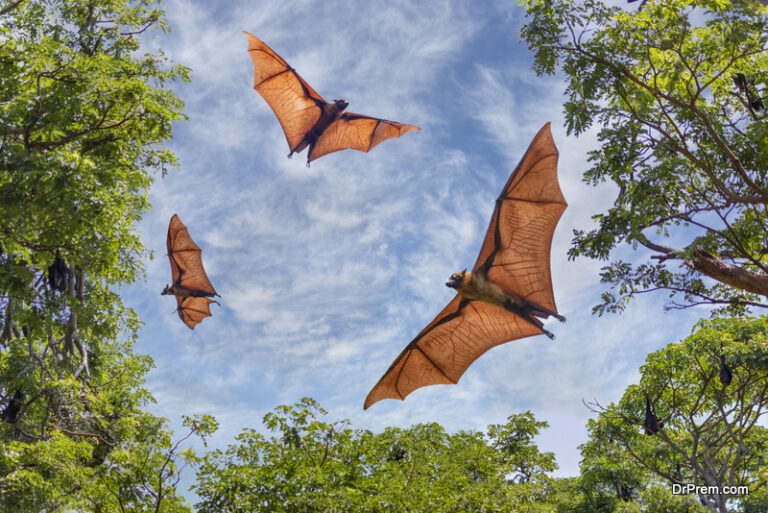 The Ecological Importance Of Bats Why To Conserve Them