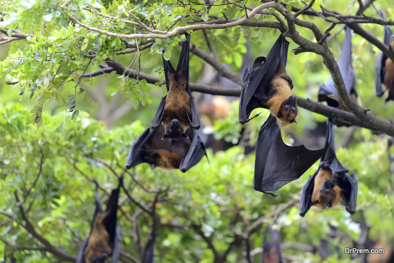 Types of Bats