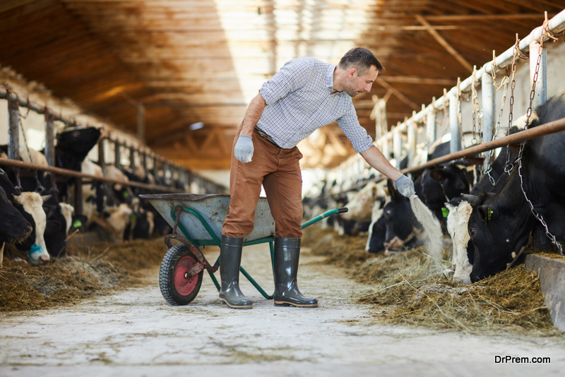 7 Ways To Upgrade Your Livestock Business – A Guide