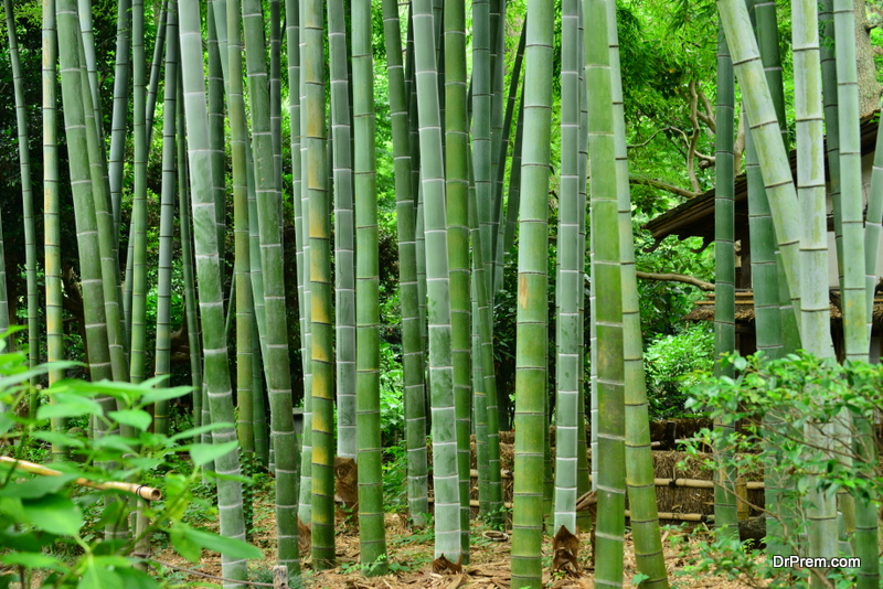 Bamboo is a renewable resource