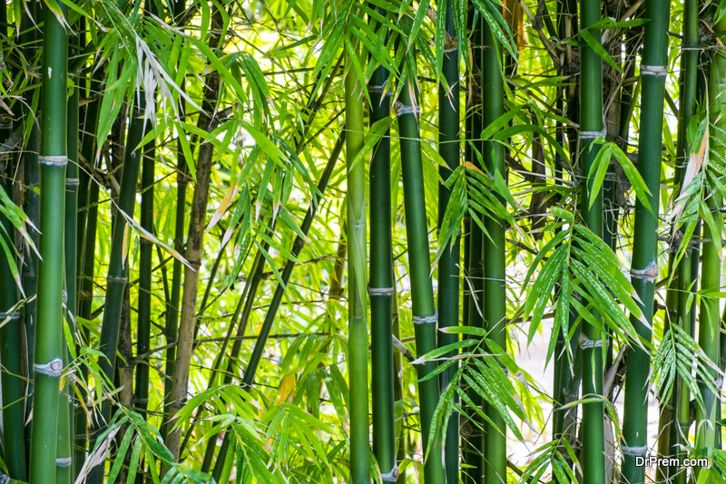 Bamboo-prevents-soil-erosion