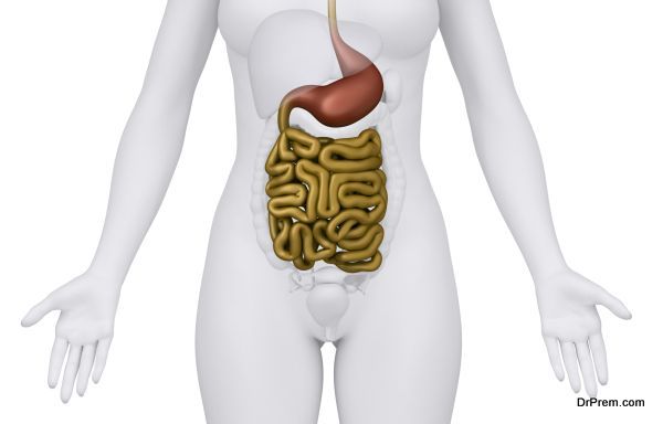 healthy digestive system