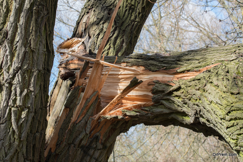 Damaged Tree