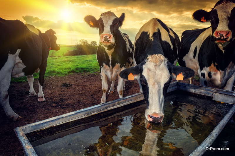 Herd of young calves drinking water