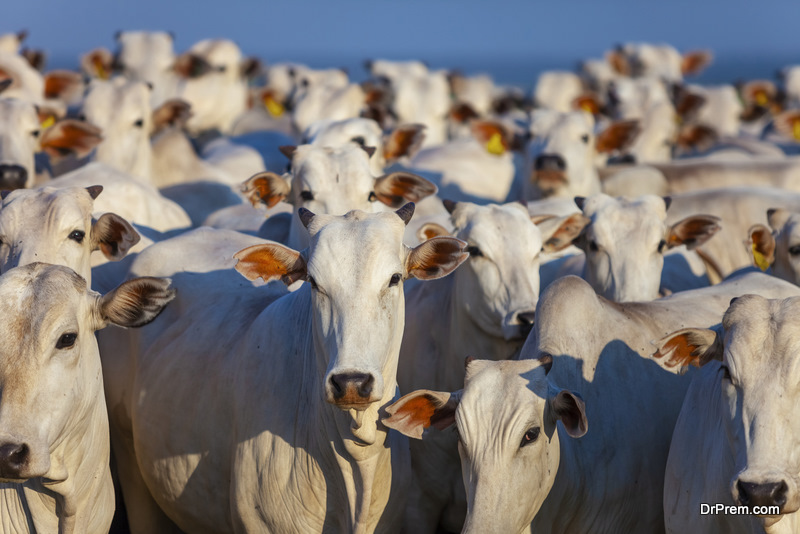 Nellore cattle in large quantities