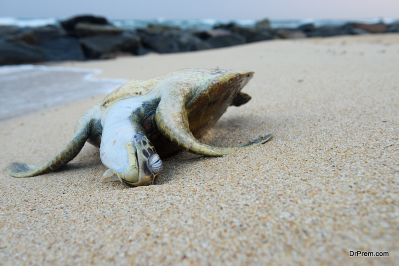 Dead turtle on tropical ocean beach