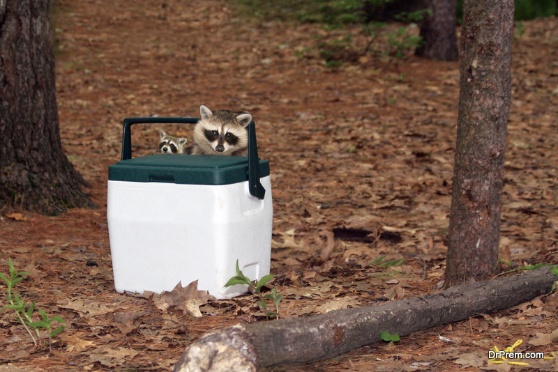 Racoon and baby find a snack.