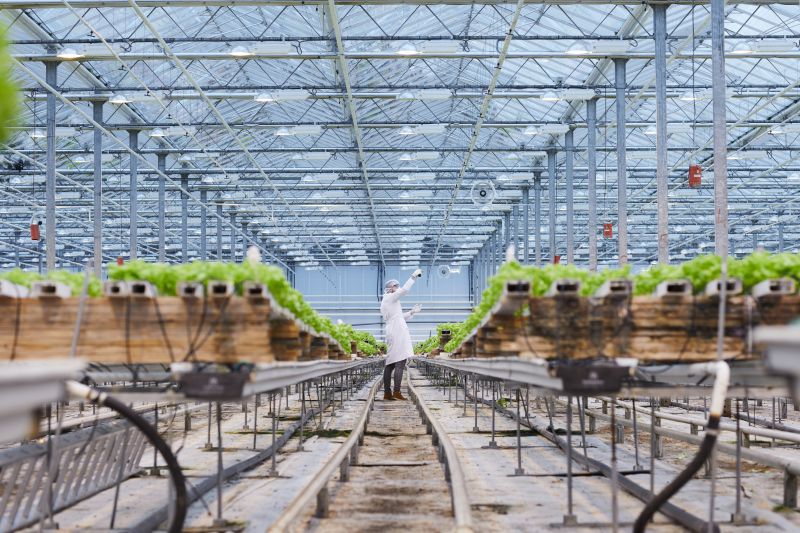 Has the Pandemic Boosted the Demand for Greenhouses In the UK