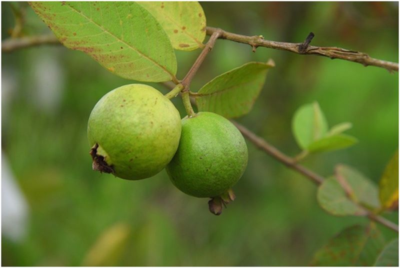 How to take care of a Guava Tree