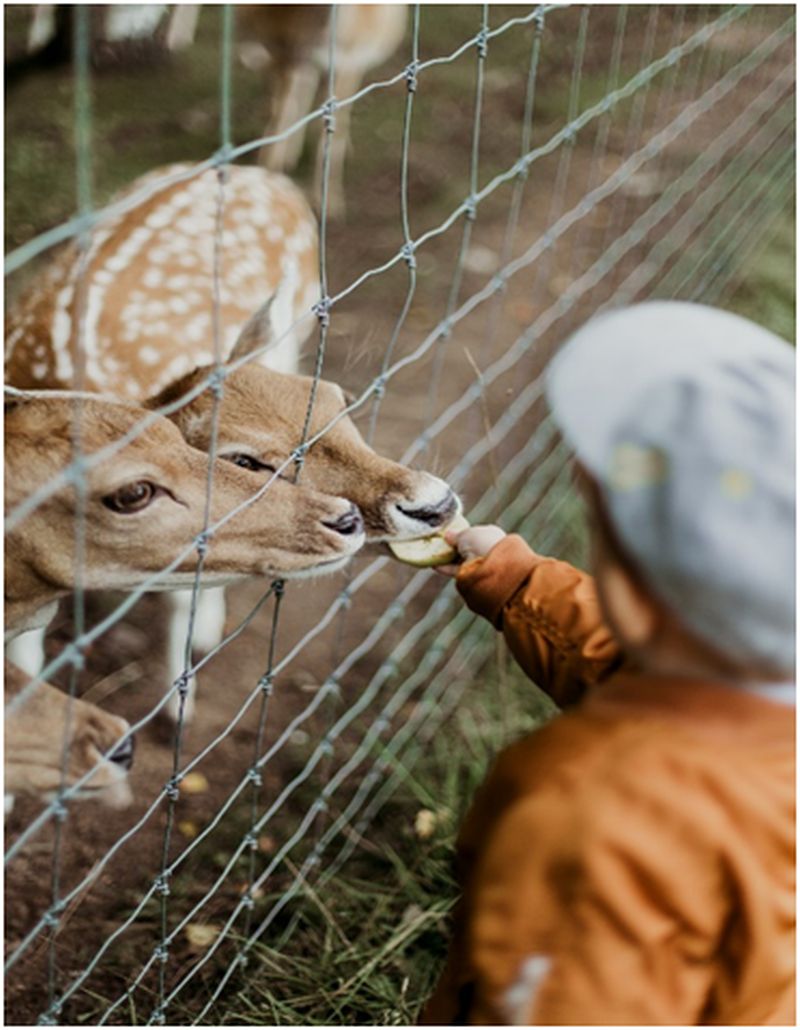 child giving food to animals