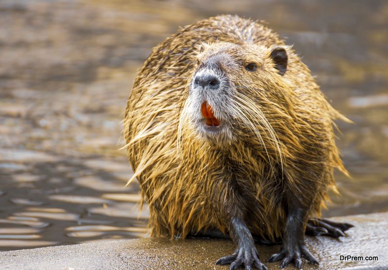 Beavers to Be Protected by Law in England from October