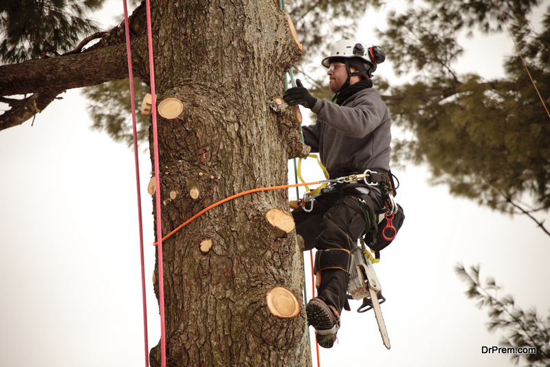 Why Hiring an Arborist is a Great Idea