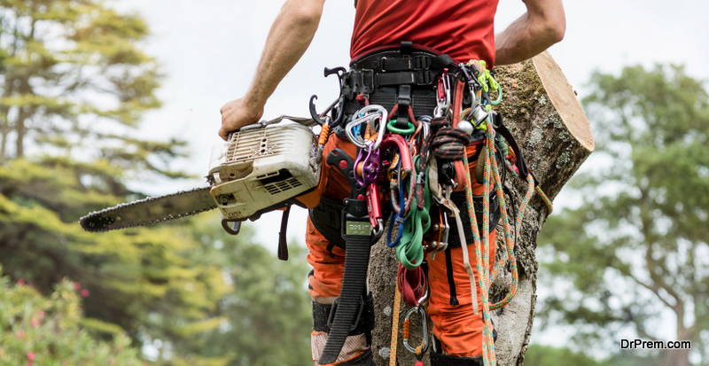 professional pruner cutting a tree close up