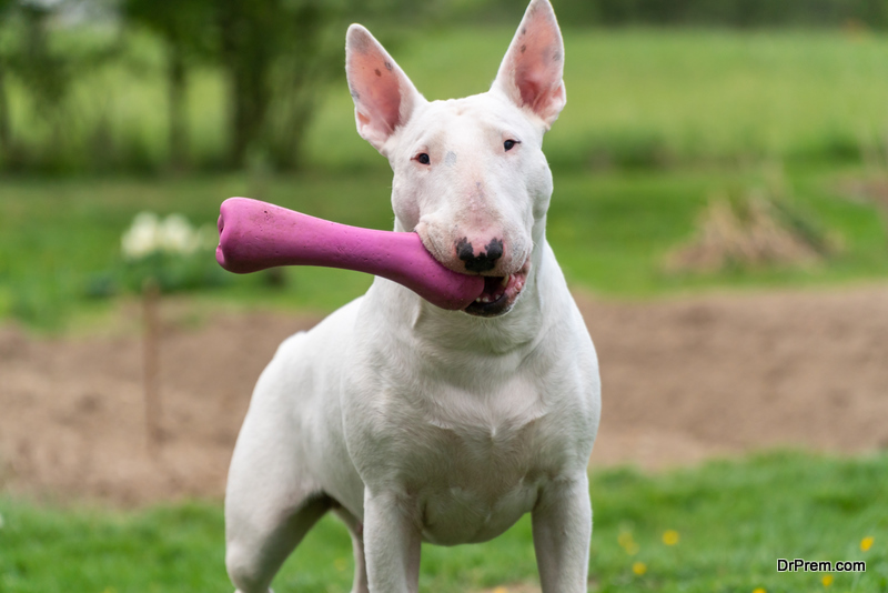 Can Bull Terrier Dogs Live Outside