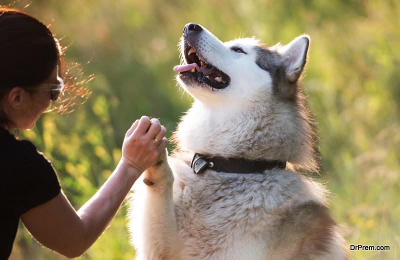 Alaskan-Malamute-Breed-and-Pet-Insurance-Addressing-Unique-Health-Challenges