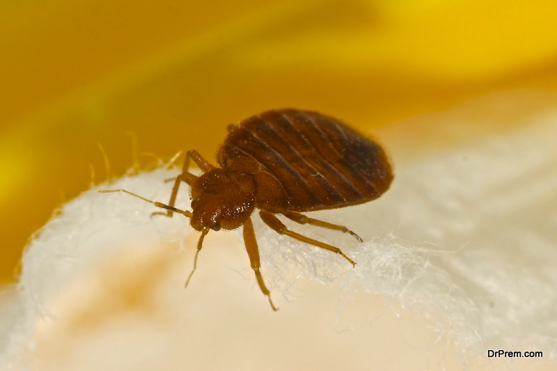 Can You Get Rid Of Bed Bugs Without Chemicals