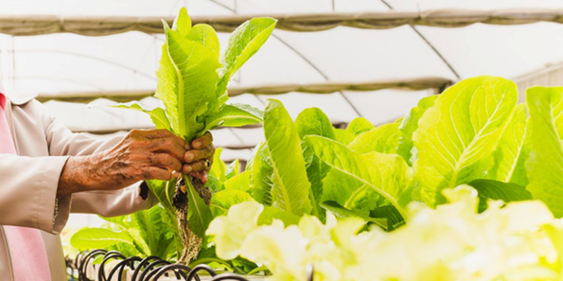 Cultivating-the-Future-Top-10-Recent-Indoor-Farming-Innovations
