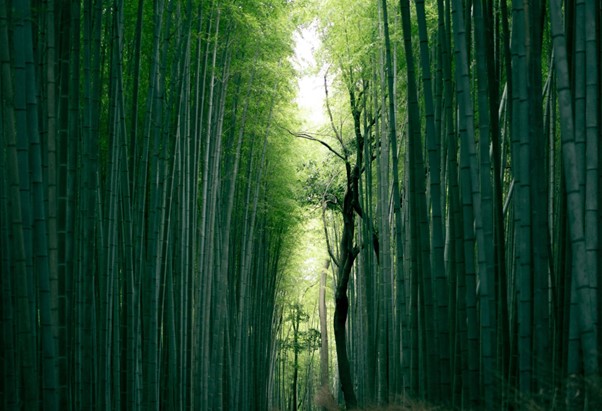 Bamboo forest