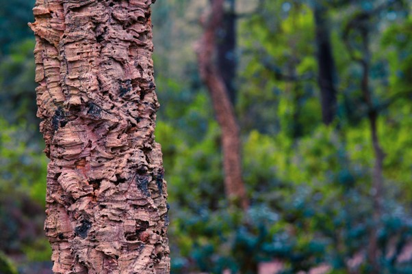 Close up of a tree