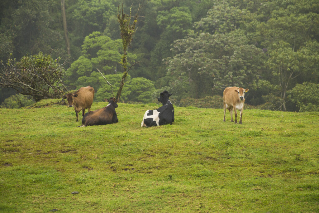 What Healthy Animals and Productive Land Tend to Have in Common